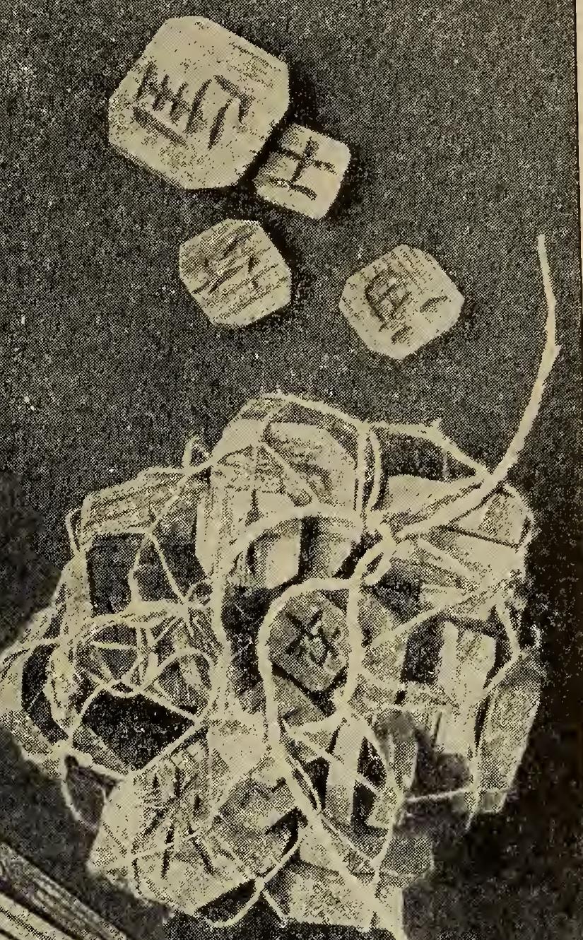 Wooden lettered pieces of different sizes and a net containing pieces in a nineteenth-century museum plate